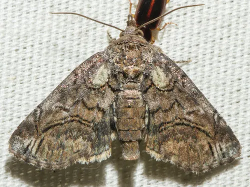 Pygmy Paectes Moth - photo 5