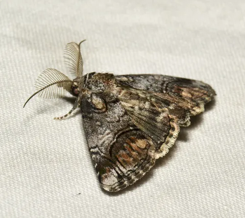 Pygmy Paectes Moth - photo 6