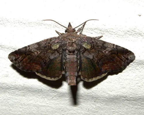 Pygmy Paectes Moth - photo 7