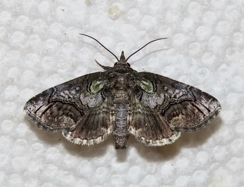 Pygmy Paectes Moth - photo 8