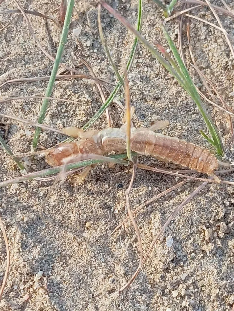 Paedembiidae - photo 2
