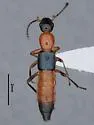 Paederus compotens