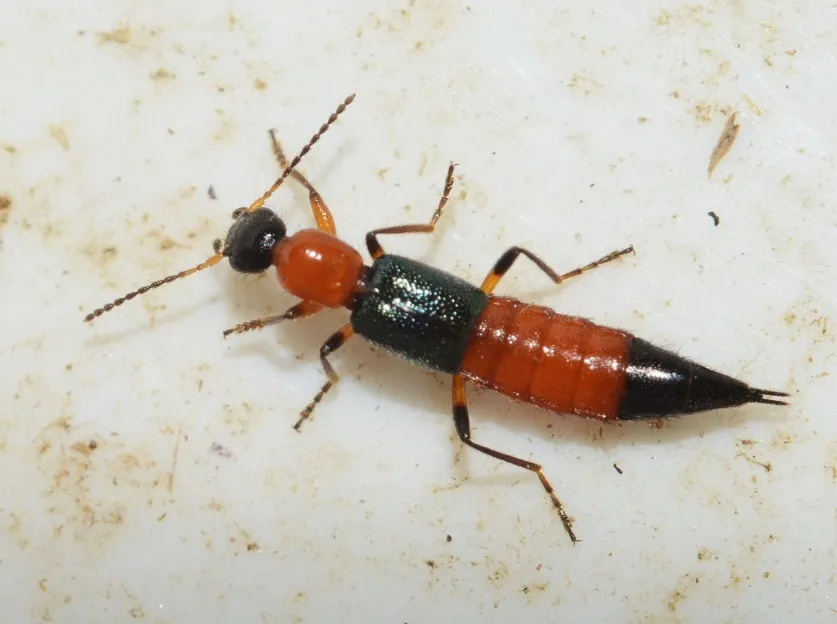 Paederus fuscipes - photo 3