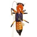Paederus grandis