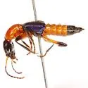 Paederus grandis - photo 2