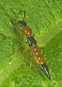 Paederus iowensis