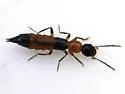 Paederus iowensis - photo 2
