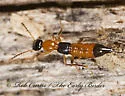 Paederus iowensis - photo 3