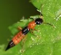 Paederus iowensis - photo 4