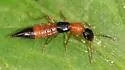 Paederus iowensis - photo 5