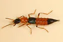 Paederus littorarius