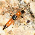 Paederus littorarius - photo 2