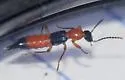 Paederus littorarius - photo 4