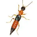 Paederus littorarius - photo 5