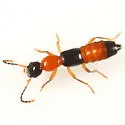 Paederus obliteratus