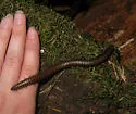 Paeromopus angusticeps