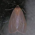 Mouse-colored Lichen Moth - Hodges#8099 - Pagara simplex