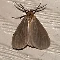 Mouse-colored Lichen Moth - Hodges#8099 - photo 2