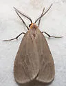Mouse-colored Lichen Moth - Hodges#8099 - photo 3