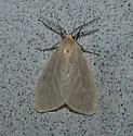 Mouse-colored Lichen Moth - Hodges#8099 - photo 4