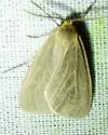 Mouse-colored Lichen Moth - Hodges#8099 - photo 5