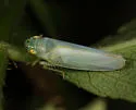 Pagaronia minor - photo 2