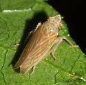 Pagaronia triunata
