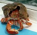 Pagurus acadianus