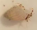 Pagurus annulipes