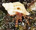 Pagurus annulipes - photo 3