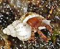 Pagurus annulipes - photo 4