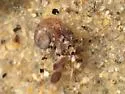 Pagurus annulipes - photo 5