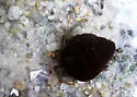 Grainyhand Hermit Crab