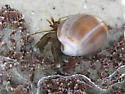 Hairy Hermit Crab