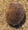 Flat-clawed Hermit Crab