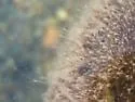 Flat-clawed Hermit Crab - photo 2