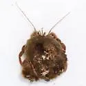 Flat-clawed Hermit Crab - photo 3