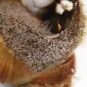 Flat-clawed Hermit Crab - photo 4