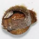 Flat-clawed Hermit Crab - photo 5