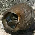 Blueband Hermit Crab