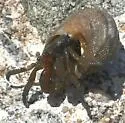 Blueband Hermit Crab - photo 2