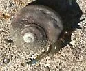 Blueband Hermit Crab - photo 3