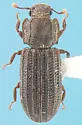 Paha laticollis - photo 2