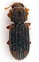 Paha laticollis - photo 3
