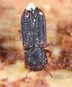 Paha laticollis - photo 4