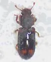 Paha laticollis - photo 5