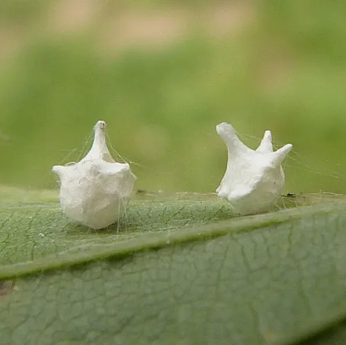 Paidiscura pallens