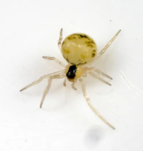 Paidiscura pallens - photo 2