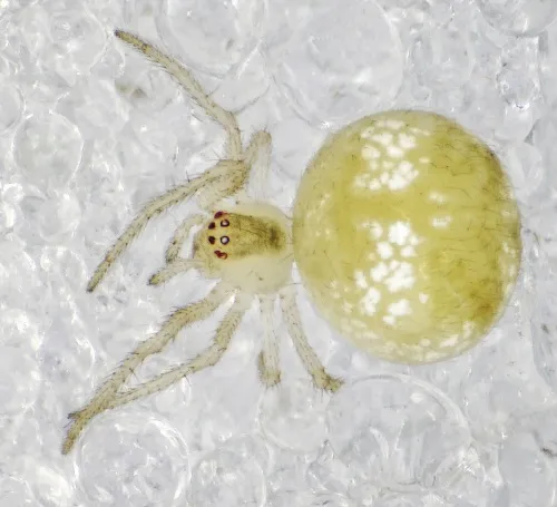 Paidiscura pallens - photo 3