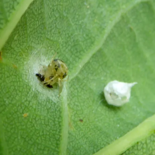 Paidiscura pallens - photo 4